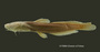 Heptapterus stewarti FMNH 54234 holo lat